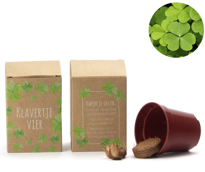 Klavertje vier kweeksetjes geluksklavers