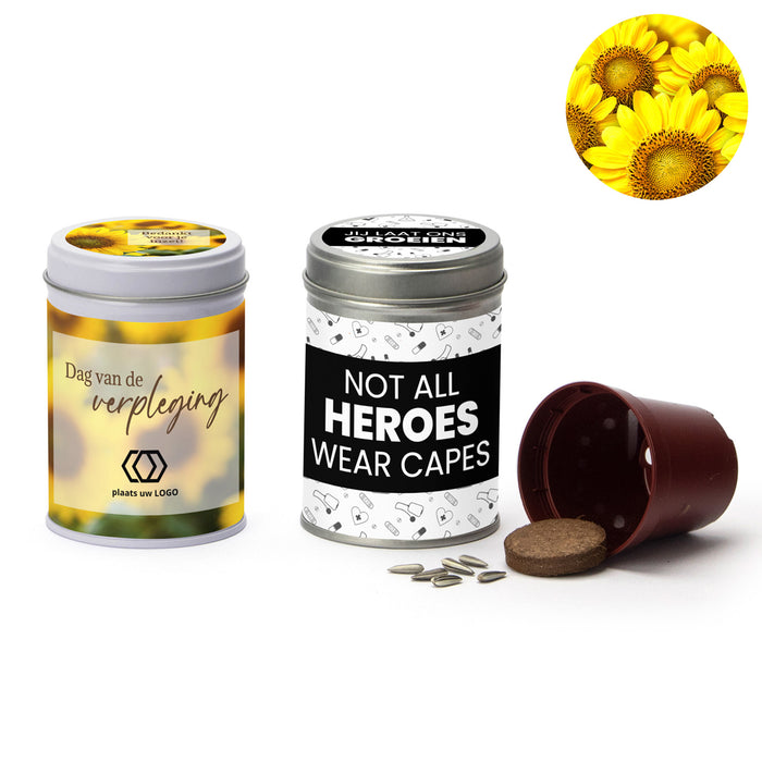 Zonnebloem kweeksetje met eigen wikkel - Verpleging Zonnebloem kweeksetje met eigen wikkel - Verpleging